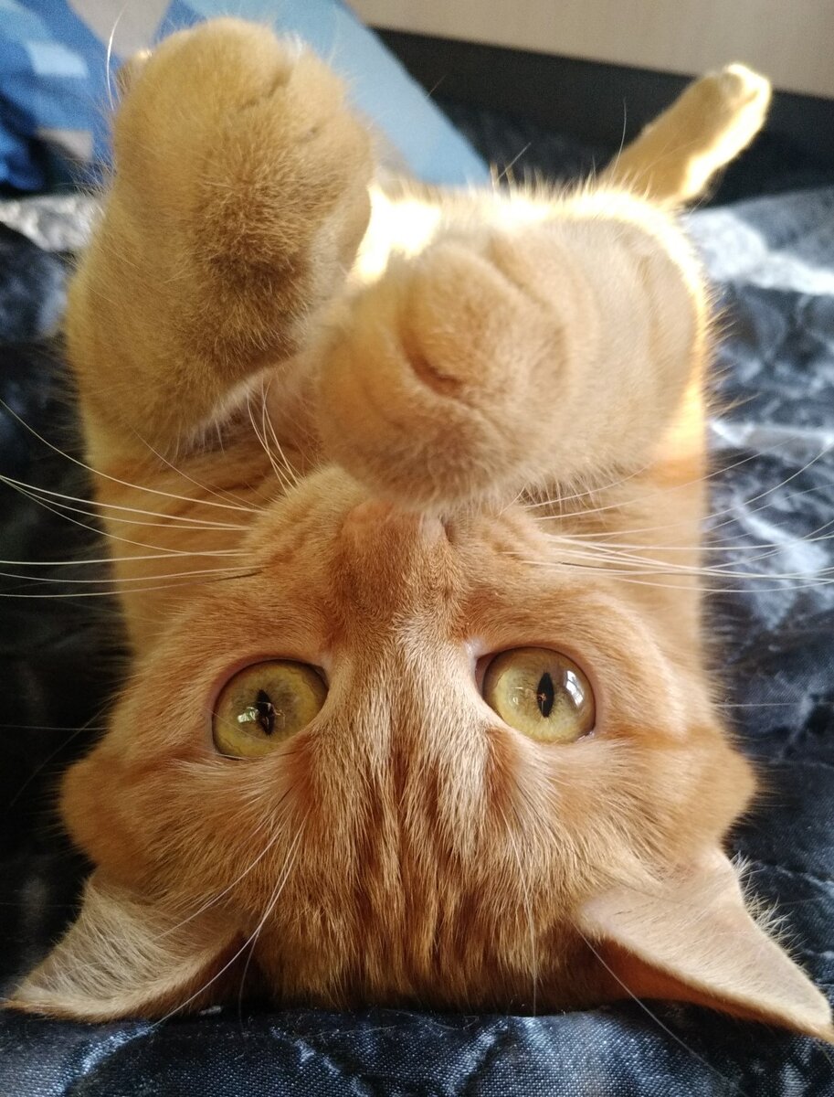 Кошечка Кэсси