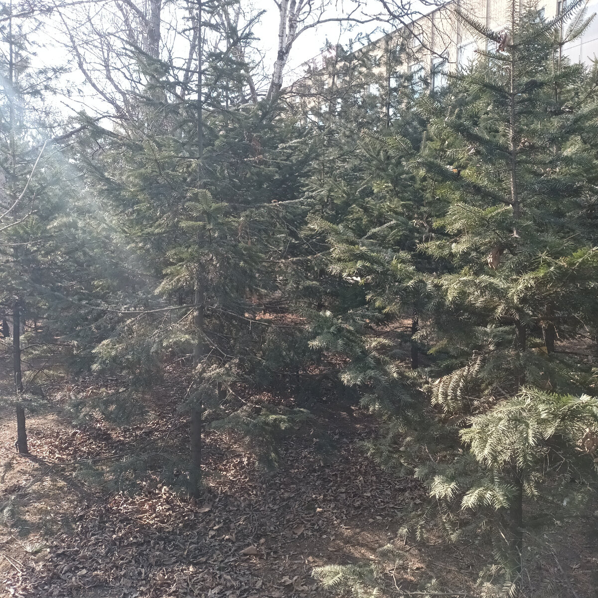 Дендропарк Владивосток 