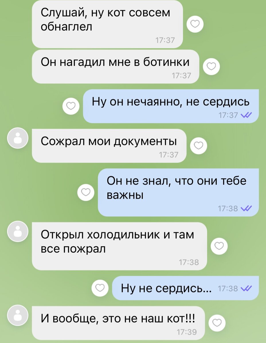 7 переписок, из которых видно – кошек уже столько, что надо бы еще побольше  | Кошка.ru | Дзен