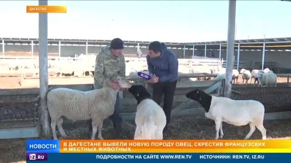    В Дагестане вывели уникальную породу овец, дающих много молока