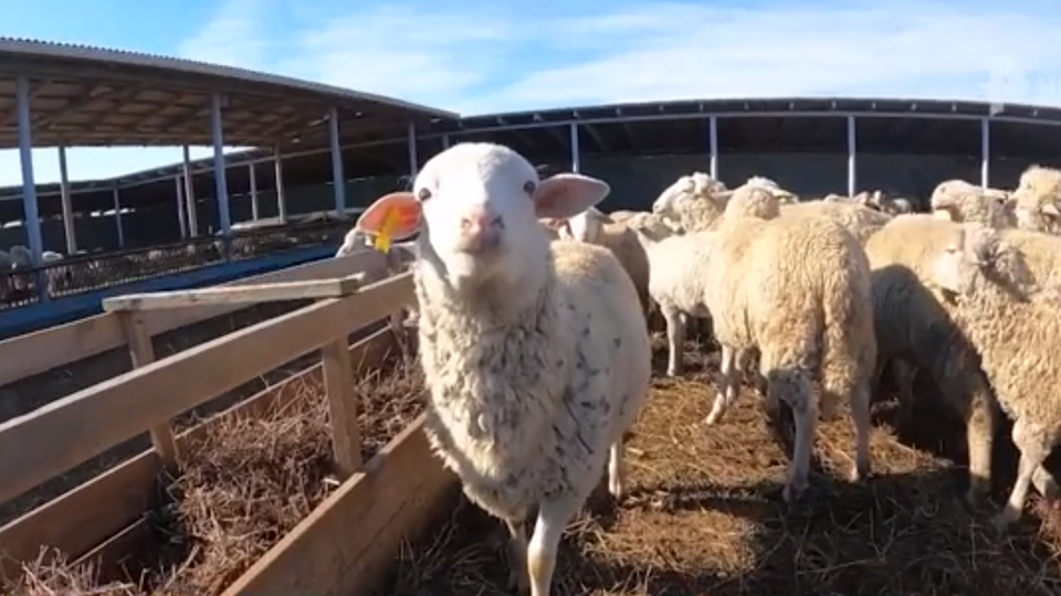     В Дагестане вывели уникальную породу овец, дающих много молока Скриншот видео