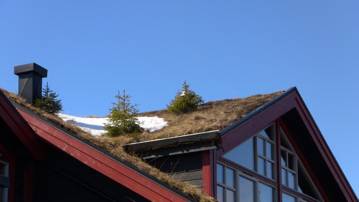 Норвежские крыши с растительностью. Фото из личного архива