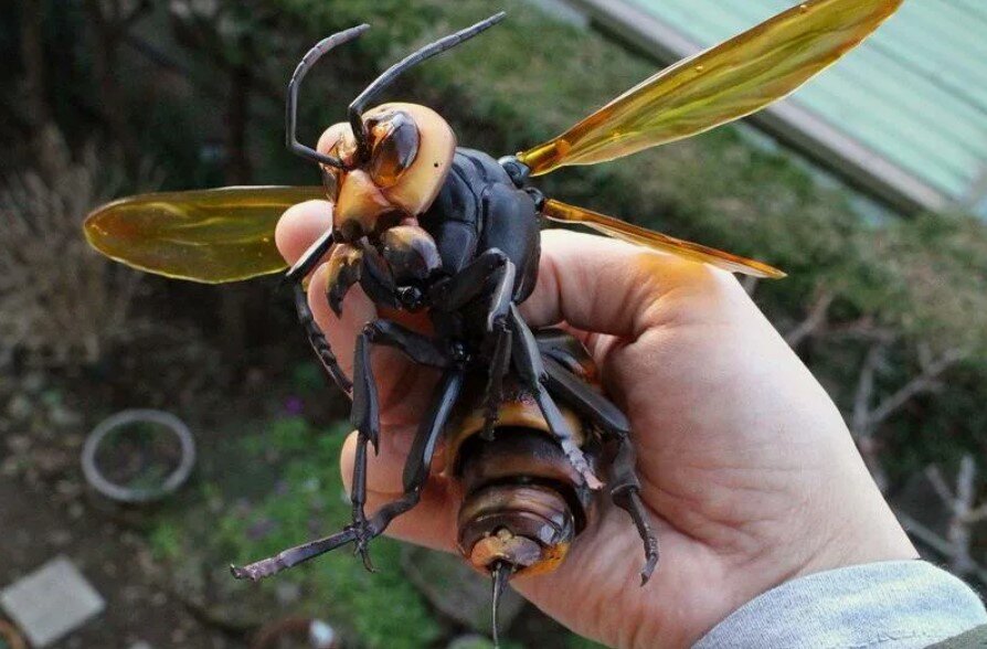 Сон о шершне