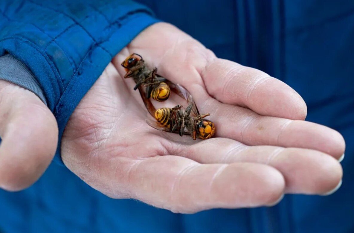 Сон где вы уничтожили шершней