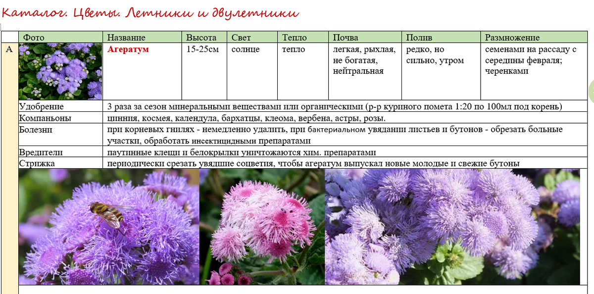 Агератум. Особенности выращивания