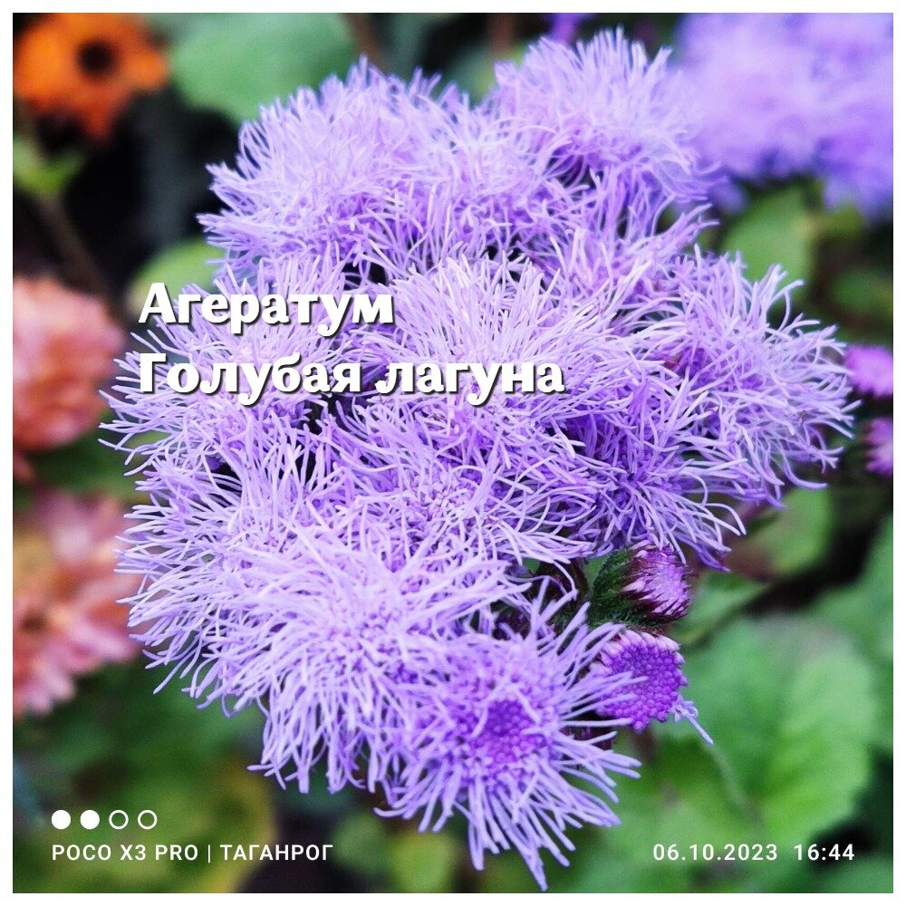 Агератум  Голубая лагуна 