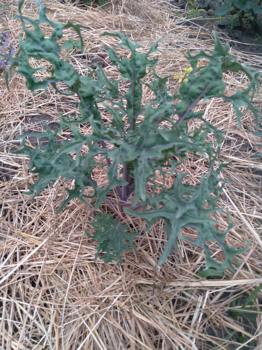 20 июня 2023г. Землю накрыла сеном от жары