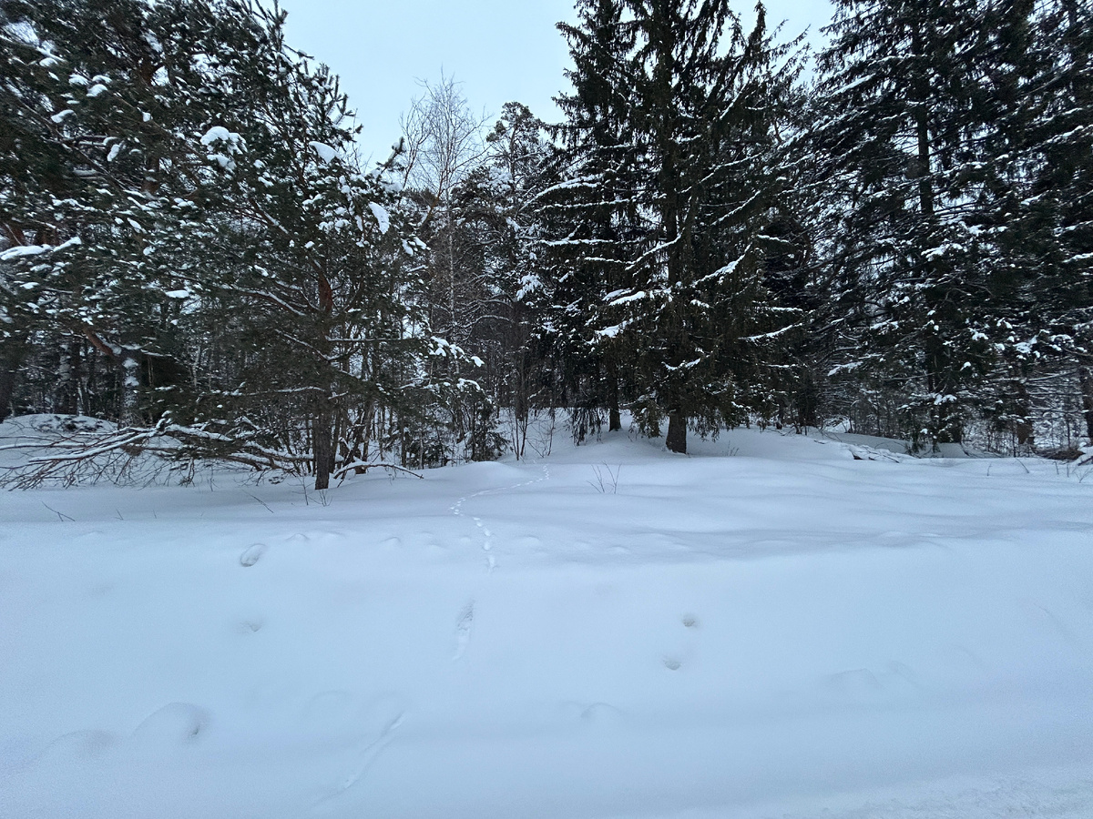 сосновый бор ягры северодвинск. сосновый бор ленинградская область больничный городок. сосновый бор 7. солнечная 47 сосновый бор ленинградская область. ягринский бор северодвинск.