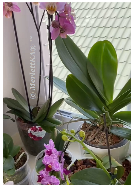 Очень полезная информация об уходе за орхидеями ! 😊🌸