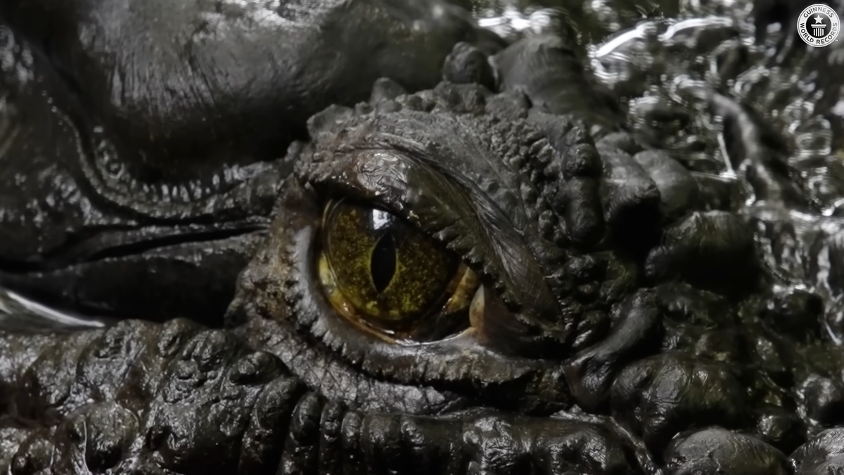 Это Кассиус - величественный король крокодилов, мудрый ветеран, повидавший на своем веку немало испытаний