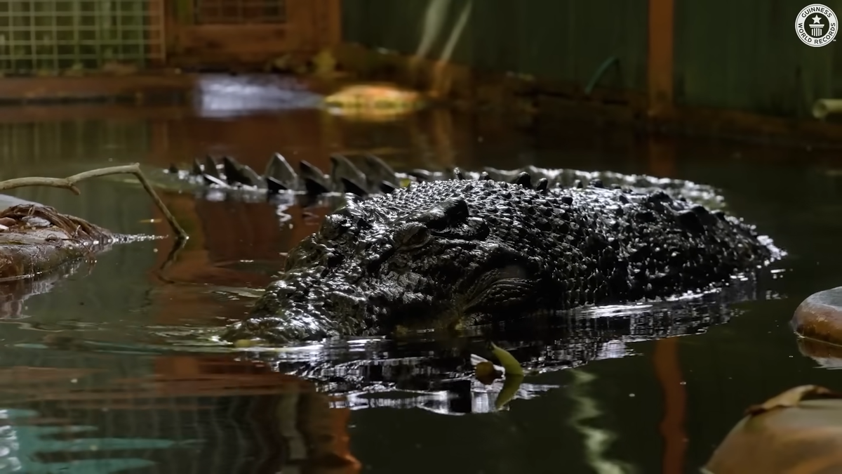 кадры видео из книги рекордов Гиннеса