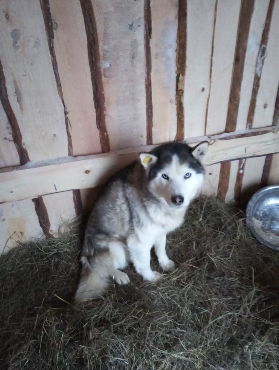 Оказать помощь приюту