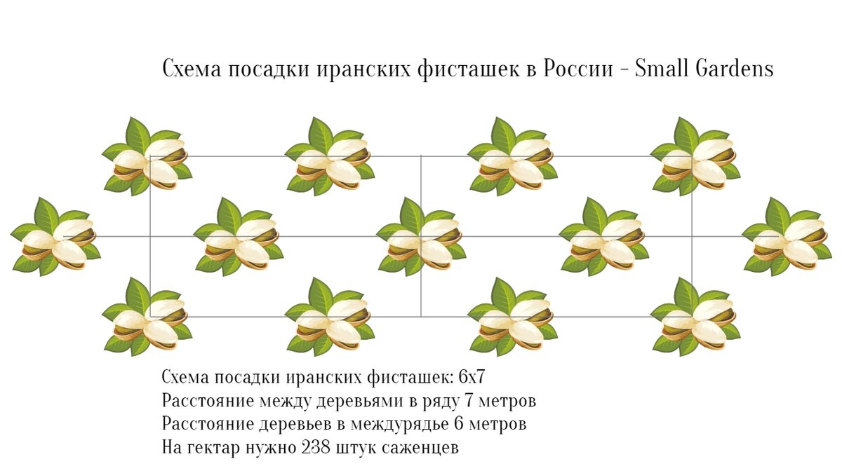 Правильные схемы посадки иранских фисташек в России - Small Gardens