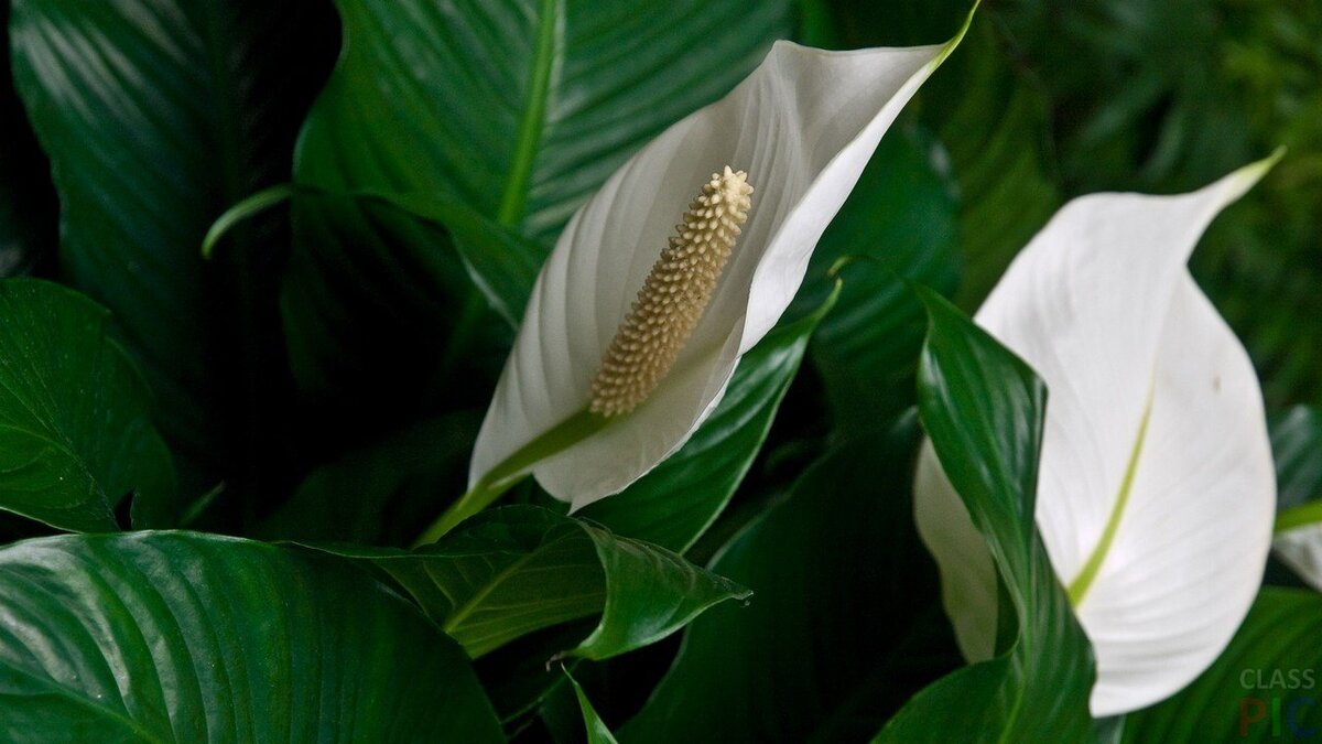 Спатифиллум. Фото для примера.