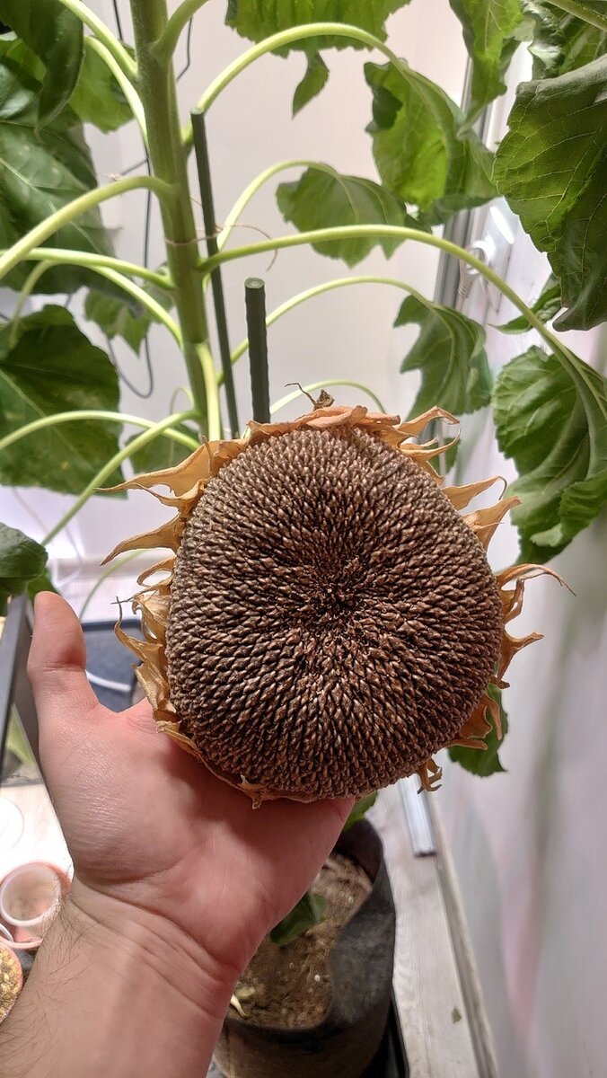 Как растет подсолнух. Подсолнечник растет. Подсолнечник растет. Подсолнечник сорт посейдон. Поле подсолнухов в красноярске.