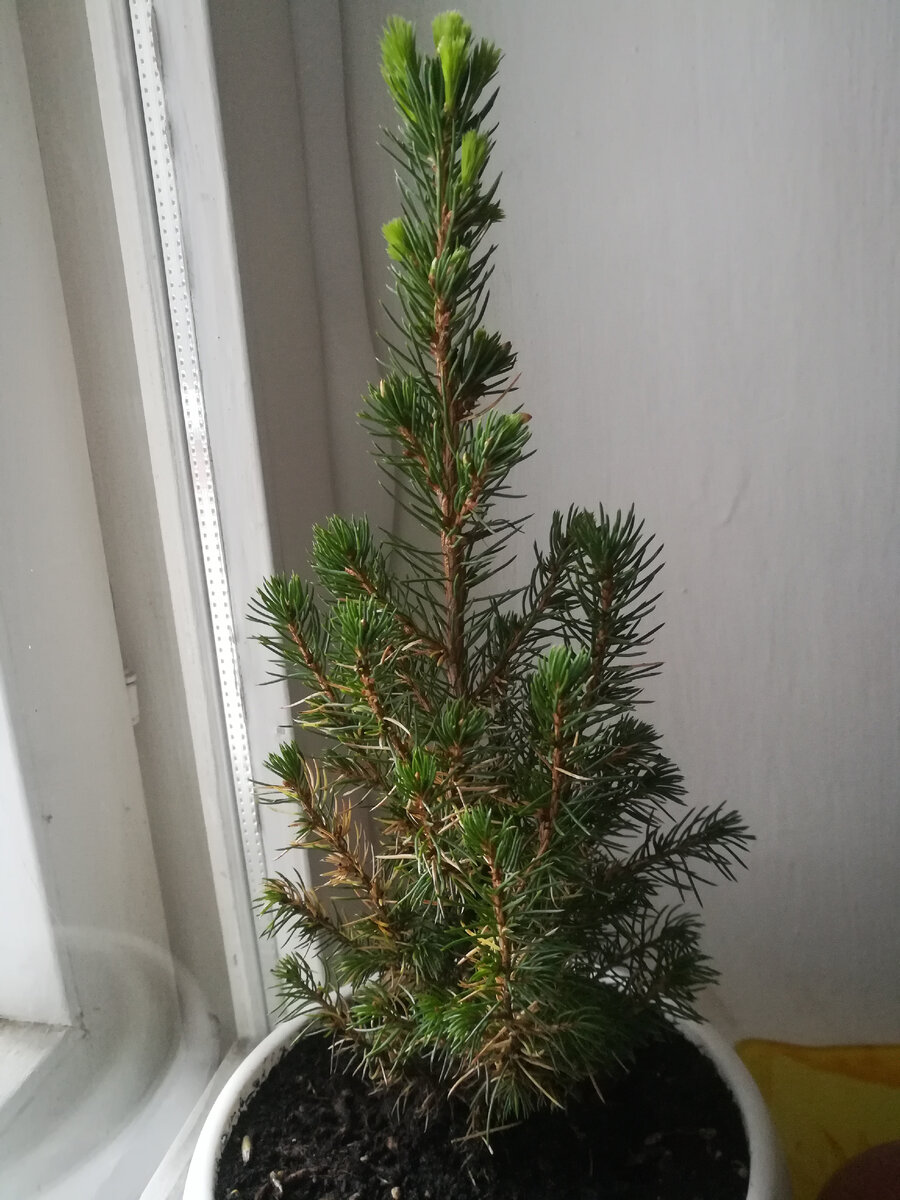 Ель коника после пересадки
