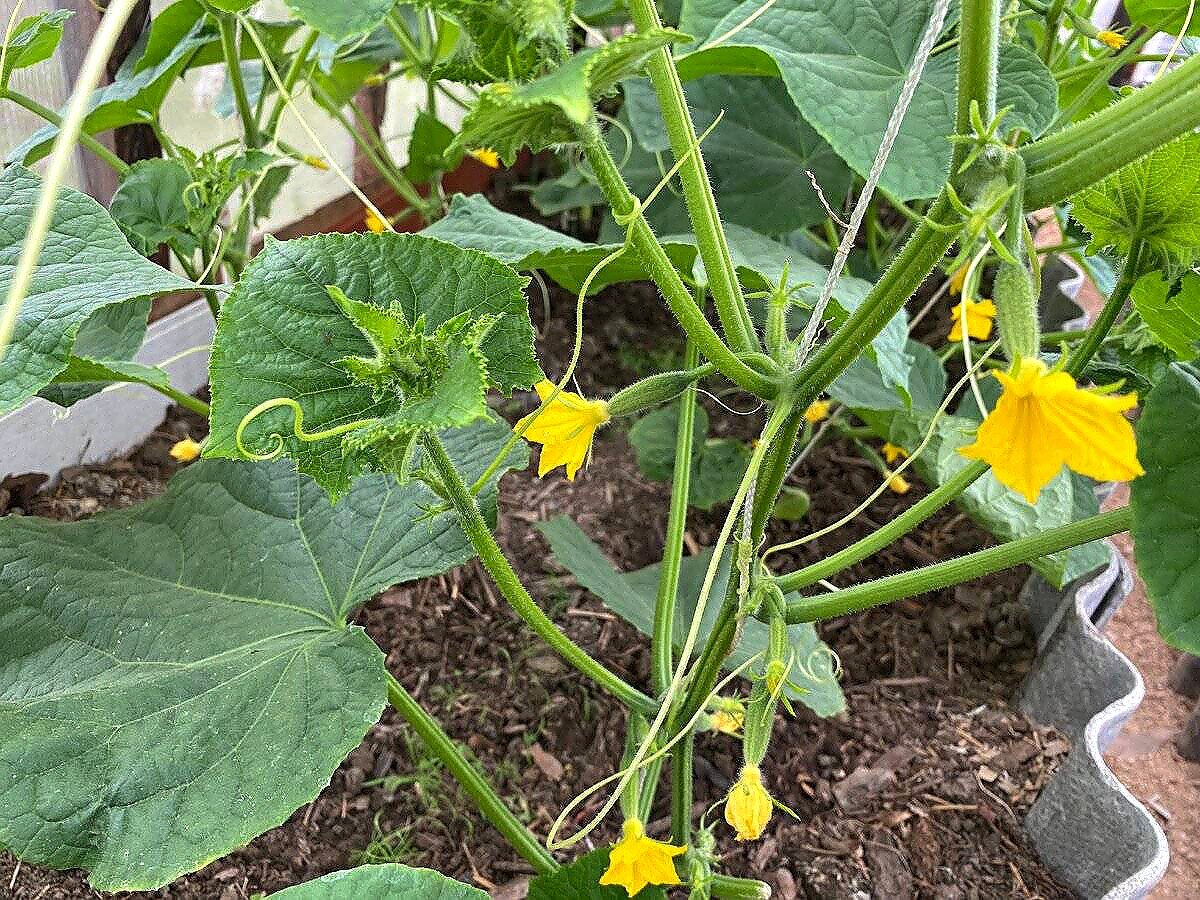 Высадка огурцов в открытый грунт. Огурцы в теплице. Рассада огурцов. Теплица огурец рассада. После каких овощей можно сажать томаты.