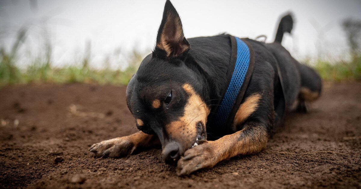 источник фото: https://www.novochag.ru/upload/img_cache/dc3/dc34592b4d694ae6b6ff05cf80eee9c9_ce_3181x1675x0x182_cropped_1200x628.jpg