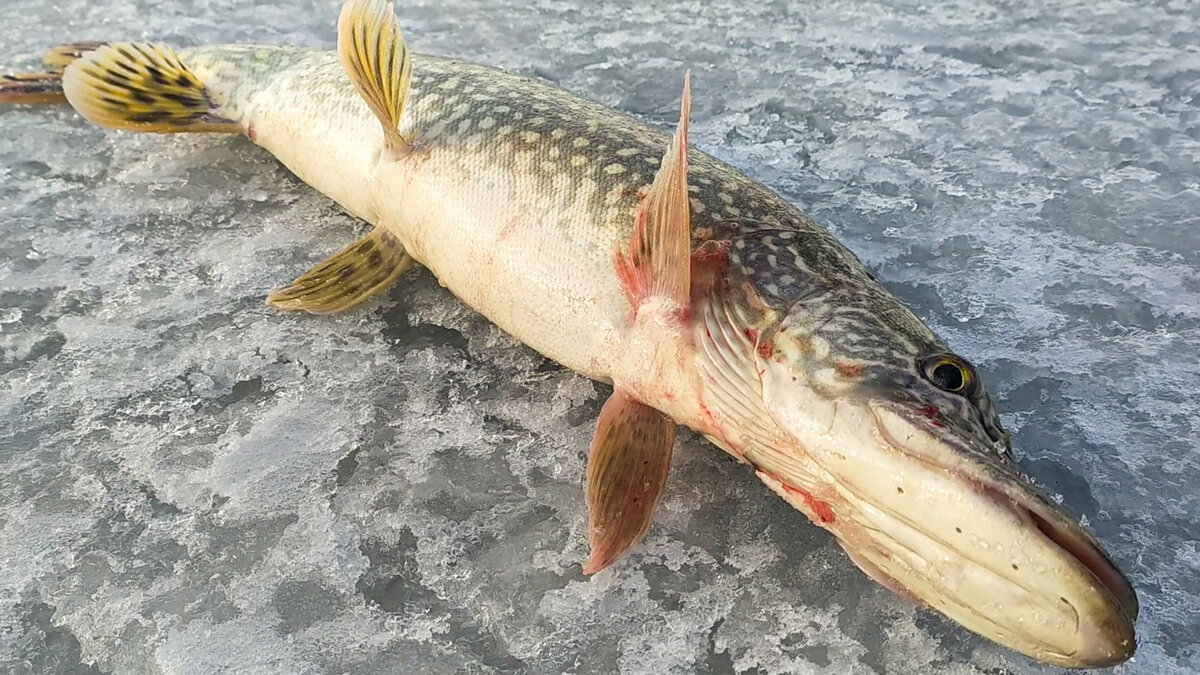 Ada wong fights leon. Лампа сигнальная хв7-evo. Осушитель рефрижераторный kraftmachine. Resident evil. Leon re6.