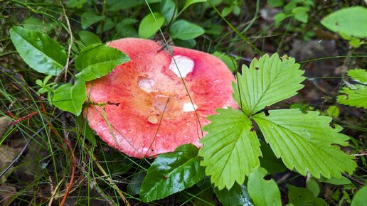 Сыроежка болотная (Russula paludosa). Как выглядит гриб на месте произрастания.