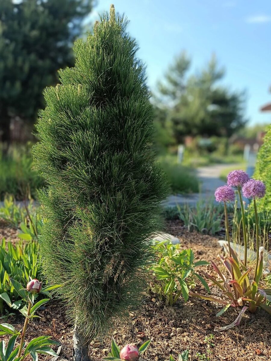 Pinus nigra 'Spielberg', Сосна черная 'Спилберг'