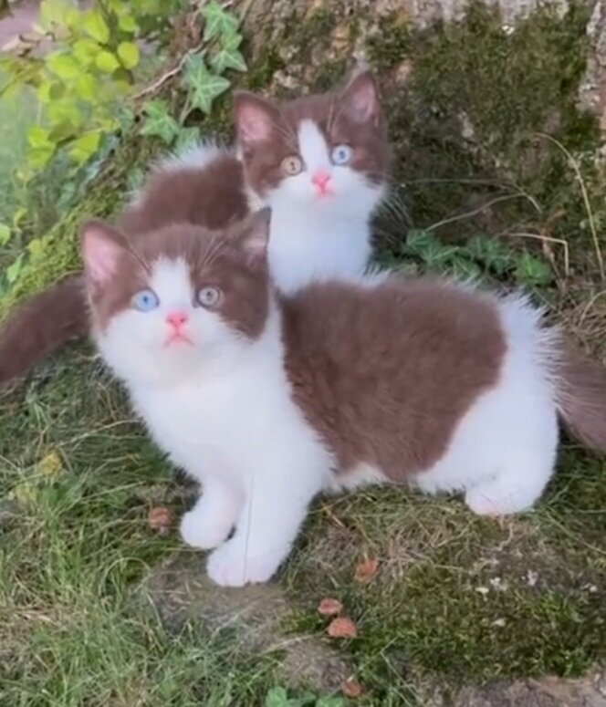 #кошка#котики#котова#можно#cat