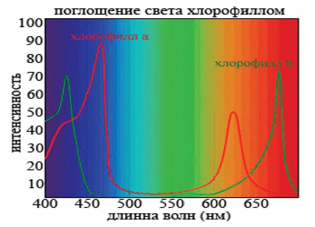 Хлорофиллы поглощают свет в красной и синей частях спектра.