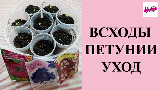 ВСХОДЫ ПЕТУНИИ И УХОД.