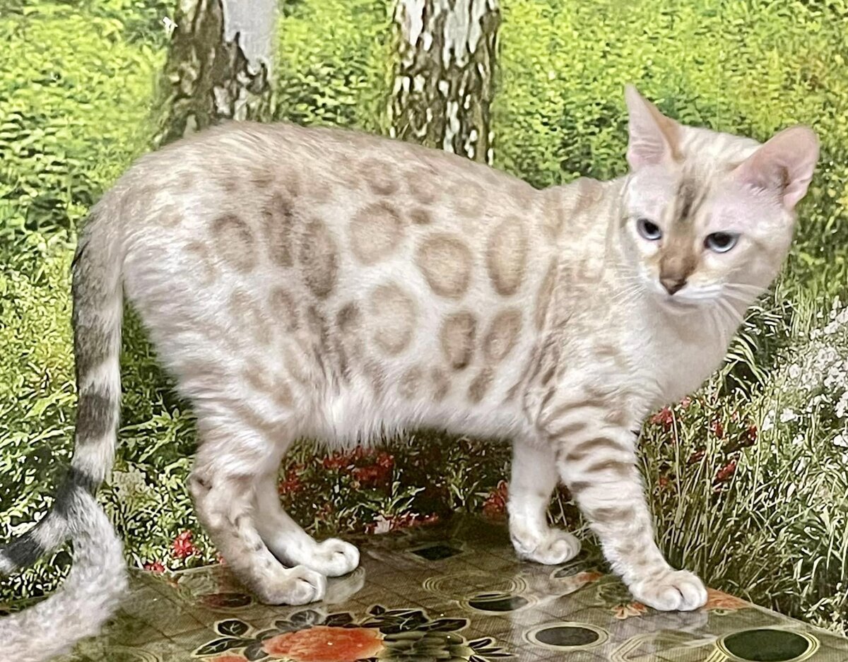Снежный бенгальский кот
