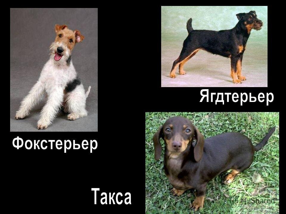 бордер колли пудель. заводи собаку. бордер колли и бернский зенненхунд. собака в лесу. собака такса на даче, в огороде картинки.