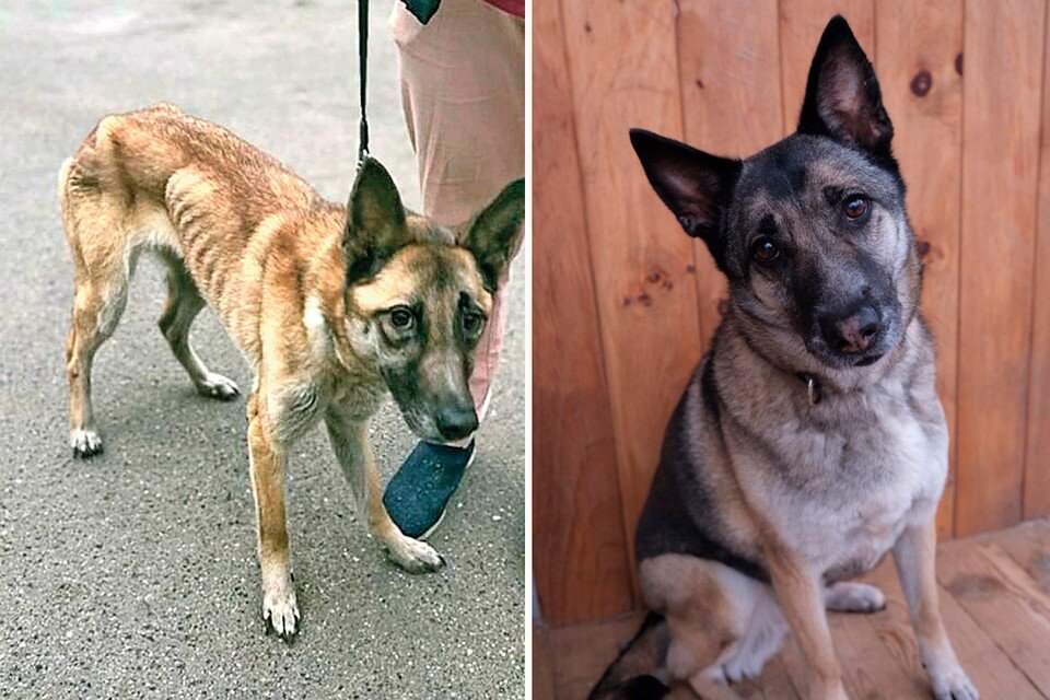    Собаки из квартиры москвички попали в приют и буквально ожили. Фото: предоставлено волонтерами/предоставлено БФ «Супер Собака»