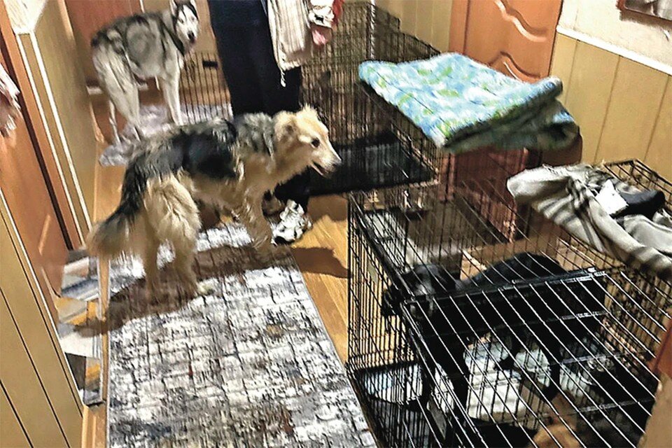    Собаки были сильно истощены. Фото: предоставлено волонтерами