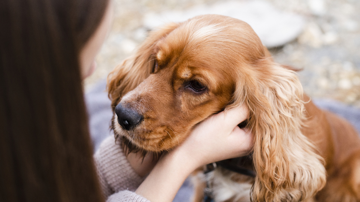 Общение живых существ, связанных настолько долгой историей отношений, как мы с собаками, предполагает физический контакт. Фото Freepic