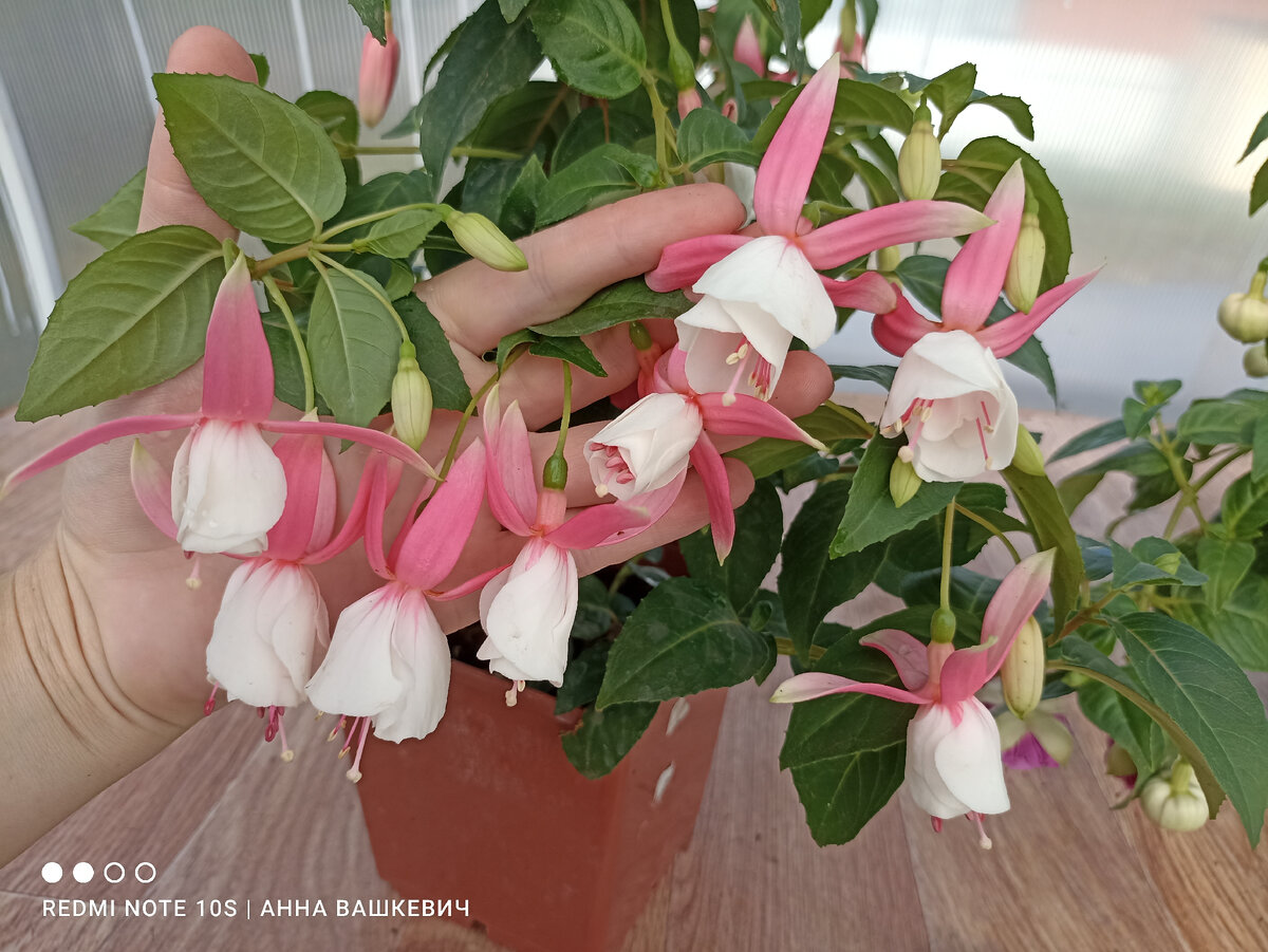 Скромная Nancy Loy