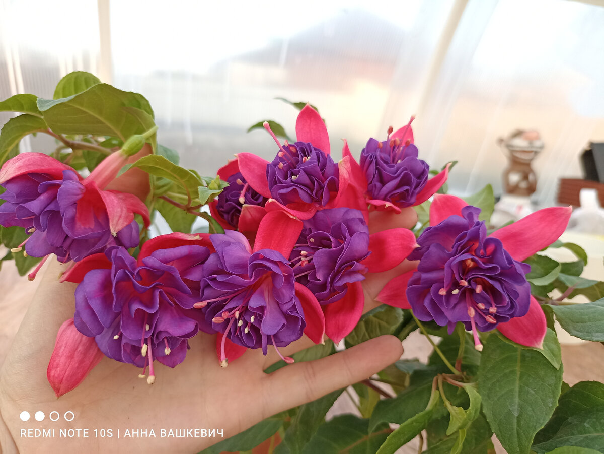  Супер красотка Lisa