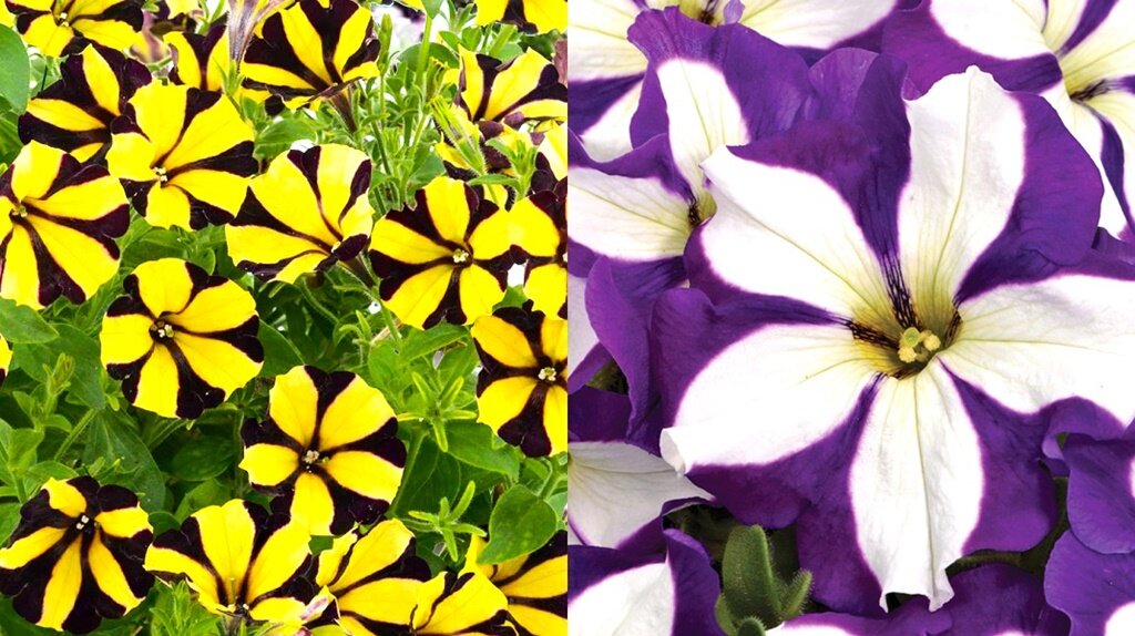 Листайте галерею для просмотра фото. Сортовая серия Go! Туний.