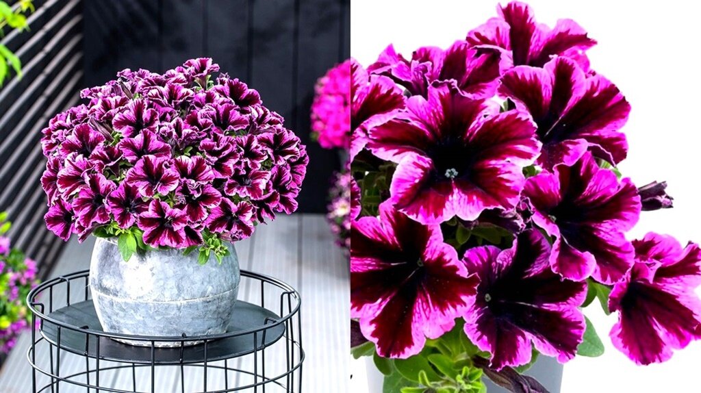 Листайте галерею для просмотра фото. Go! Tunia «Cosmic Pink». 