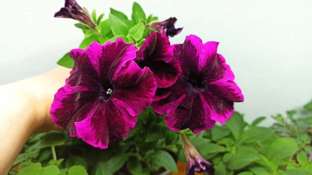 Go! Tunia «Cosmic Purple».