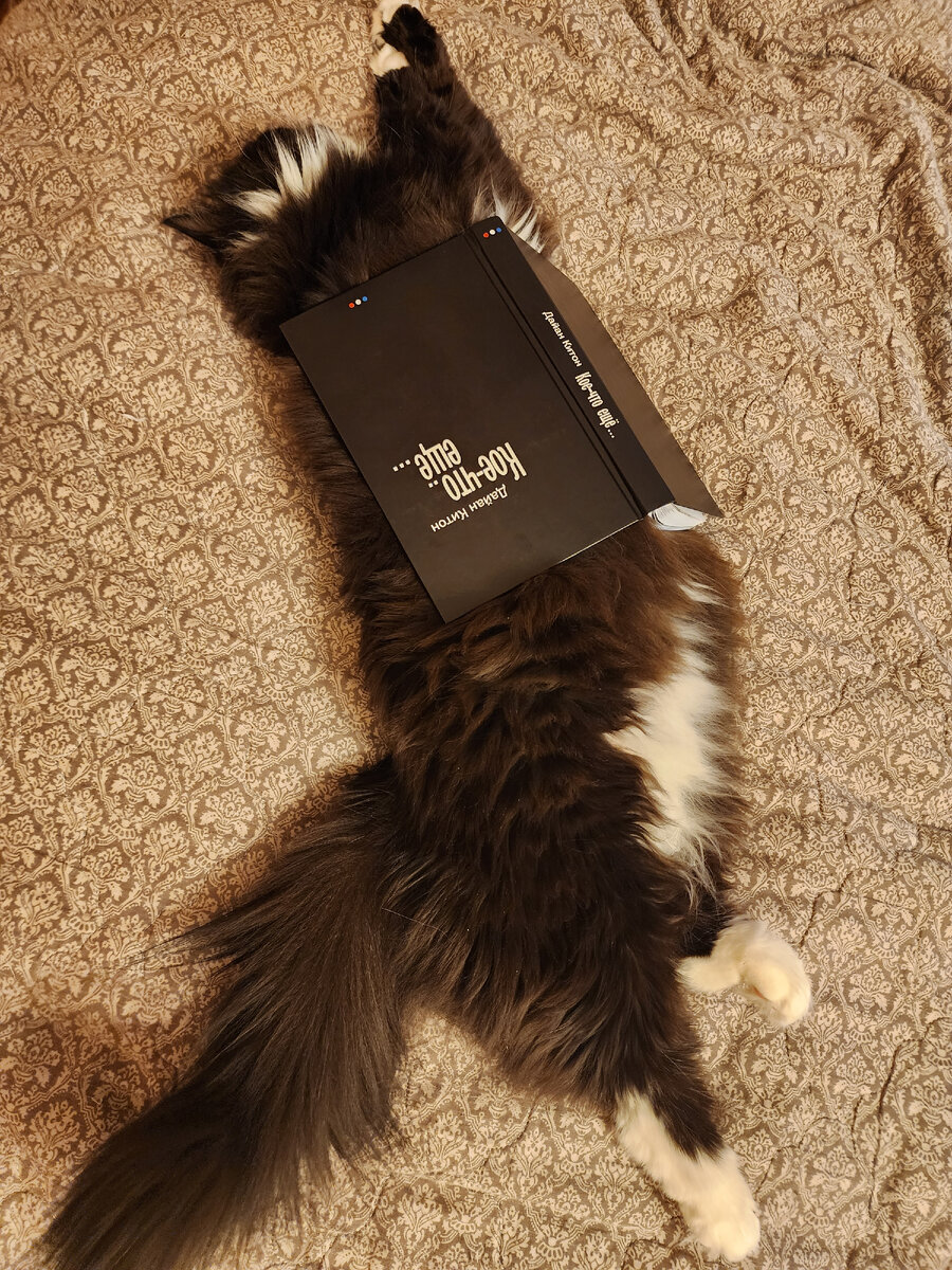 пыльная кошка