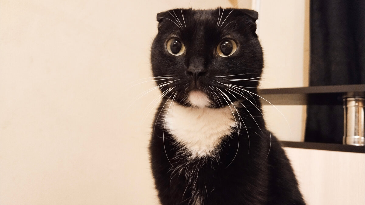 А вот Сурен жених хоть куда. Но любит только Геральта. И пожрать. 