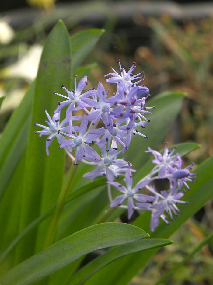 Scilla messeniaca Пролеска месинийская