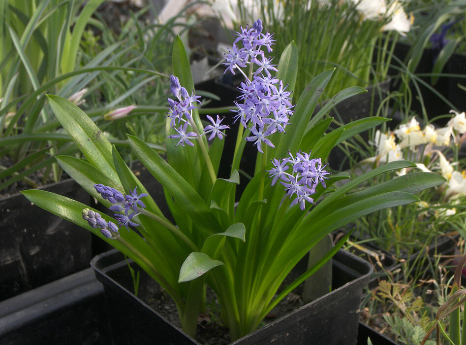 Scilla messeniaca Пролеска месинийская, цветение 15 февраля 2024