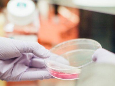    Учёные смогли вырастить хрящевую ткань при помощи 3D-печати