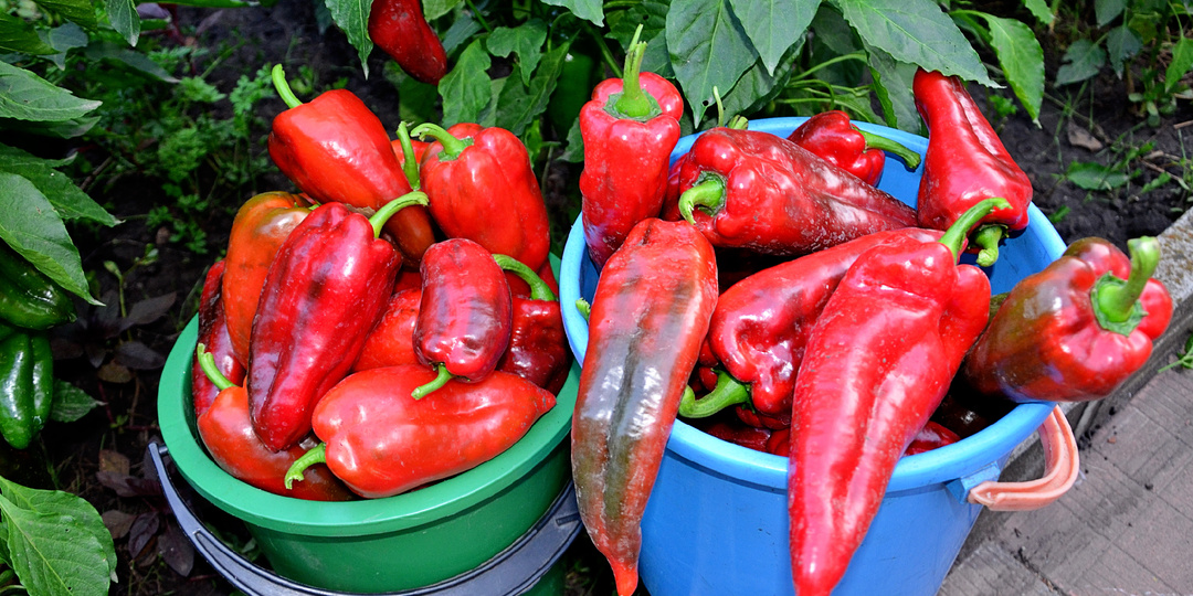 Очень жалею что раньше не сажал эти «сладкие и урожайные» сорта перцевперцев! 5 фаворитов по мнению подписчиков