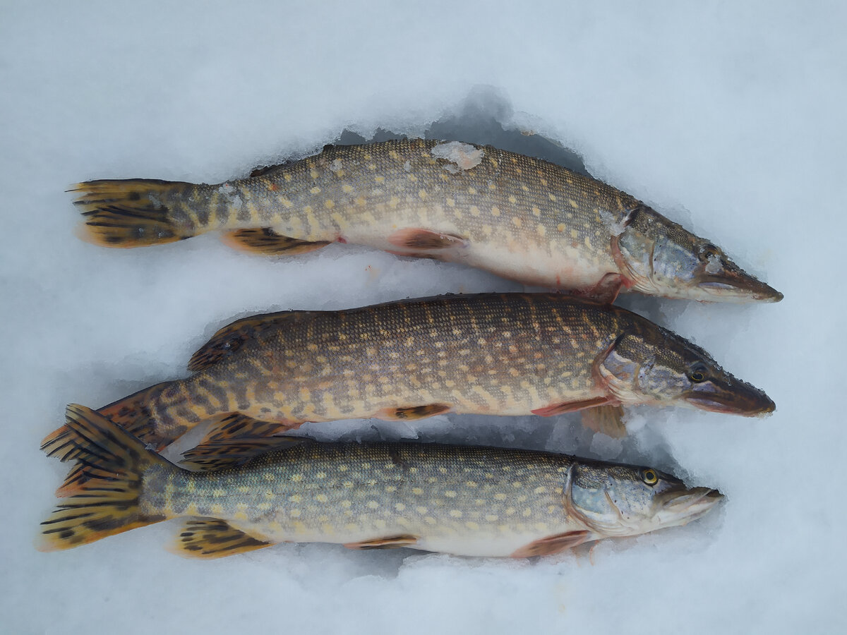 Субботний день, когда отца дома нет | Денискины рассказы. Семья с ...