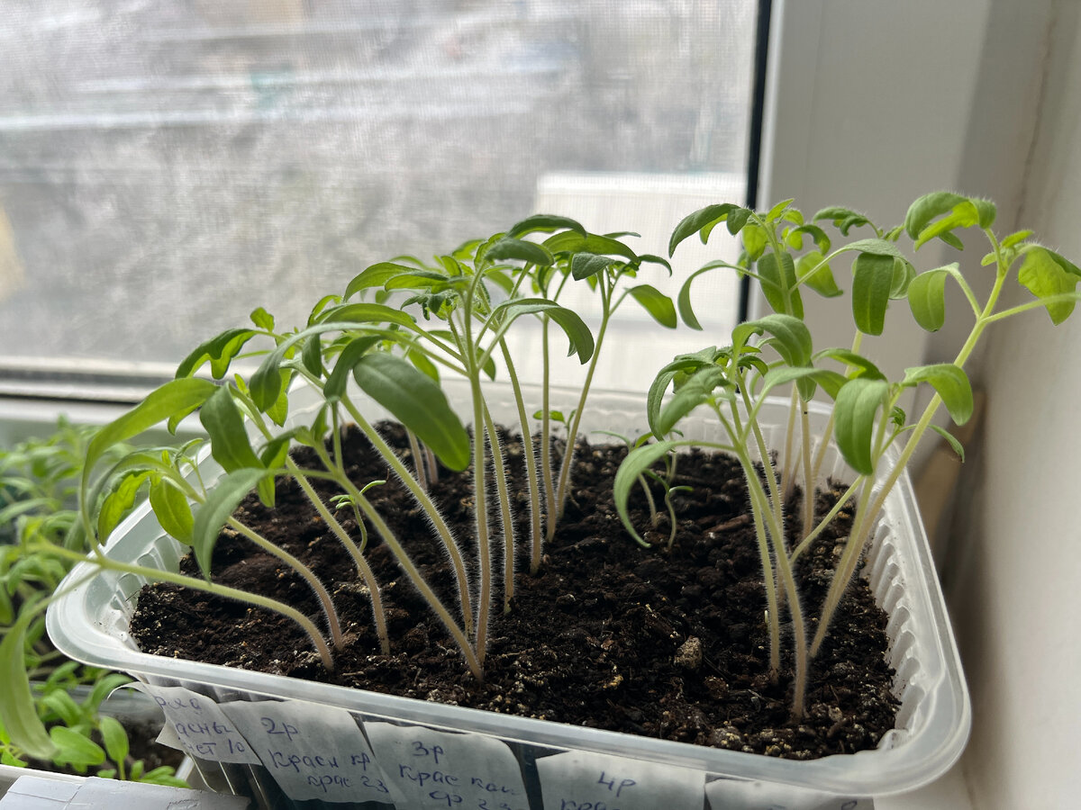 Рассада томатов