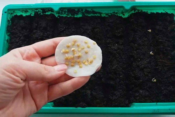 Семена перца 2023. Прорастить семена перца. Как быстро прорастить семена перца. Семена перца замачивание перед посадкой. Микрозелень лук-порей.