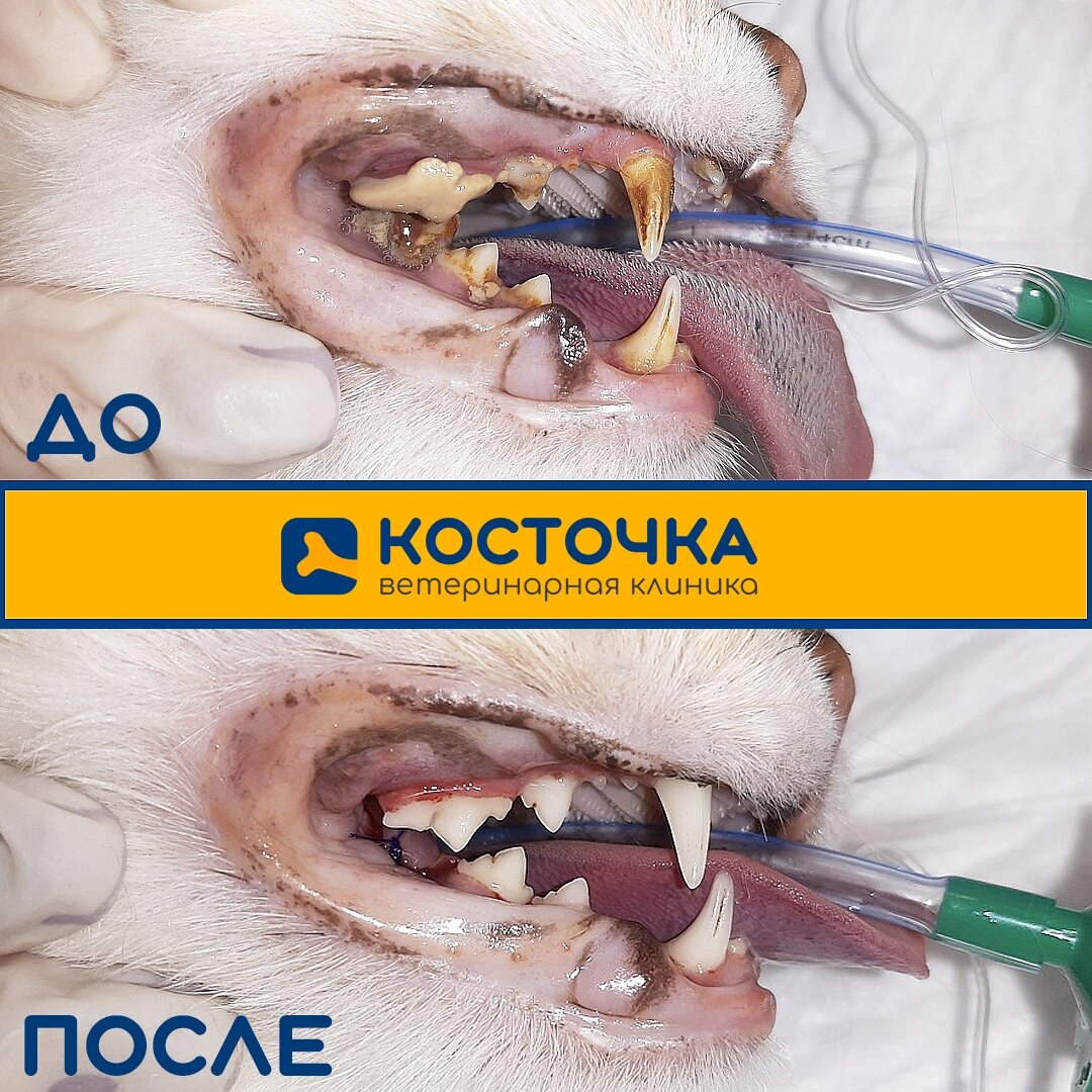 Пример ультразвуковой санации рта кошки в "Косточке"