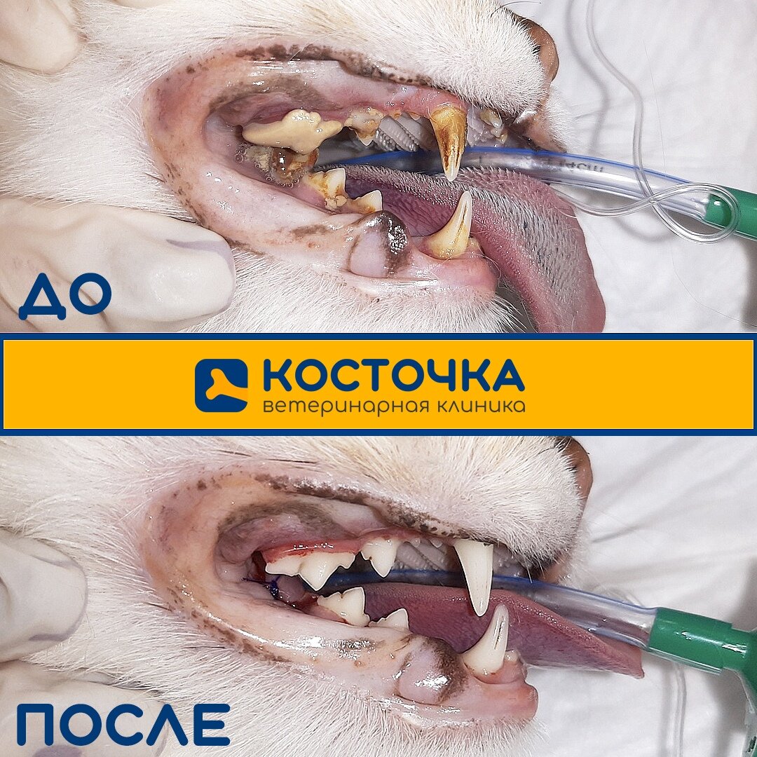 Ультразвуковая чистка, удаление зубов в Питере для кошки или собаки? Не о  чем переживать, «Косточка» поможет! | Ветклиника 
