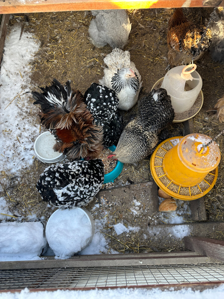 Карликовые кохинхины азартно выбирают семечки из не полезной им зерносмеси. тут кормушки стандартные, не из труб: вольера закрытая и высота не позволяет.